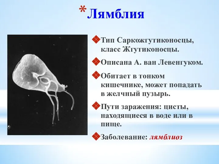 Лямблия Тип Саркожгутиконосцы, класс Жгутиконосцы. Описана А. ван Левенгуком. Обитает в