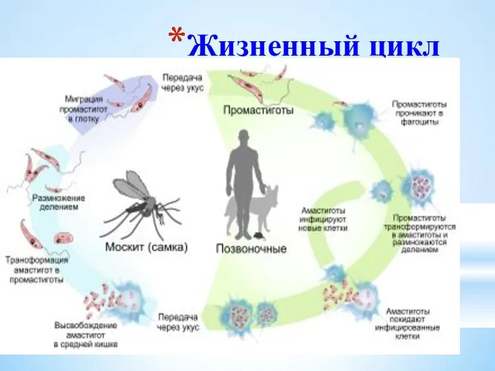 Жизненный цикл лейшмании