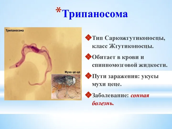 Трипаносома Тип Саркожгутиконосцы, класс Жгутиконосцы. Обитает в крови и спинномозговой жидкости.