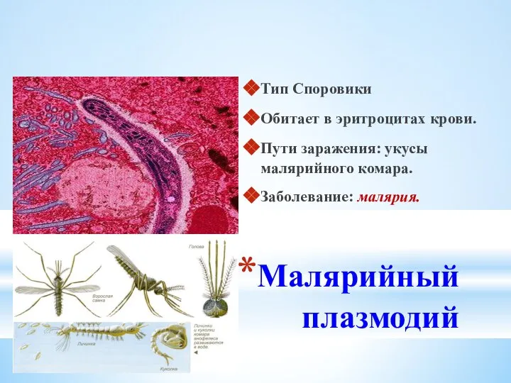 Малярийный плазмодий Тип Споровики Обитает в эритроцитах крови. Пути заражения: укусы малярийного комара. Заболевание: малярия.