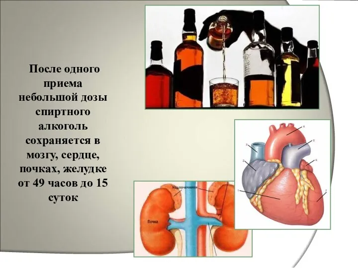 После одного приема небольшой дозы спиртного алкоголь сохраняется в мозгу, сердце,