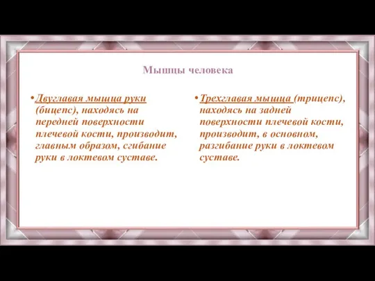 Мышцы человека Двуглавая мышца руки (бицепс), находясь на передней поверхности плечевой