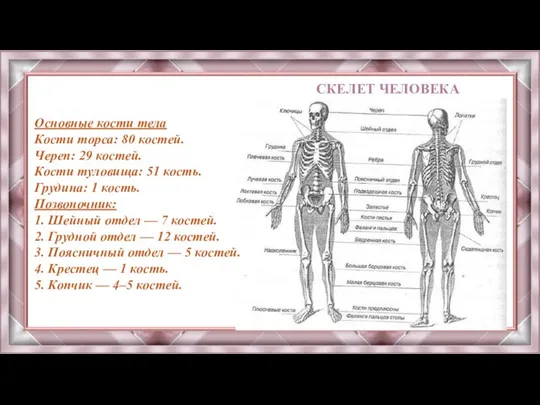 СКЕЛЕТ ЧЕЛОВЕКА Основные кости тела Кости торса: 80 костей. Череп: 29