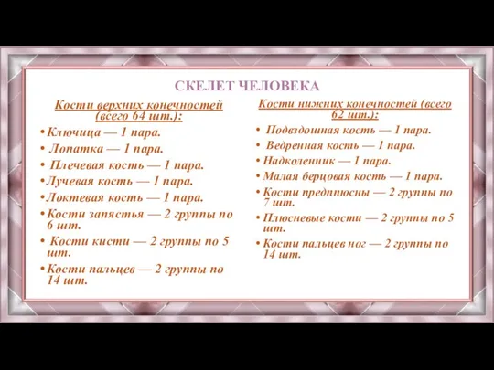 СКЕЛЕТ ЧЕЛОВЕКА Кости верхних конечностей (всего 64 шт.): Ключица — 1