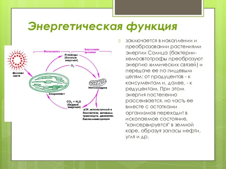 Энергетическая функция заключается в накоплении и преобразовании растениями энергии Солнца (бактерии-хемоавтотрофы