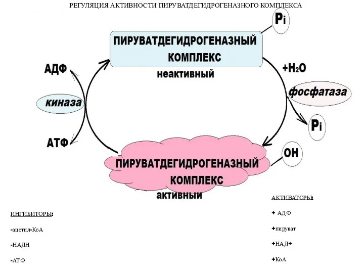 РЕГУЛЯЦИЯ АКТИВНОСТИ ПИРУВАТДЕГИДРОГЕНАЗНОГО КОМПЛЕКСА ИНГИБИТОРЫ: -ацетил-КоА -НАДН -АТФ АКТИВАТОРЫ: + АДФ +пируват +НАД+ +КоА