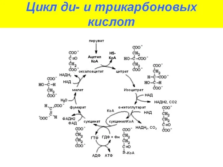 Ацетил КоА HS-КоА