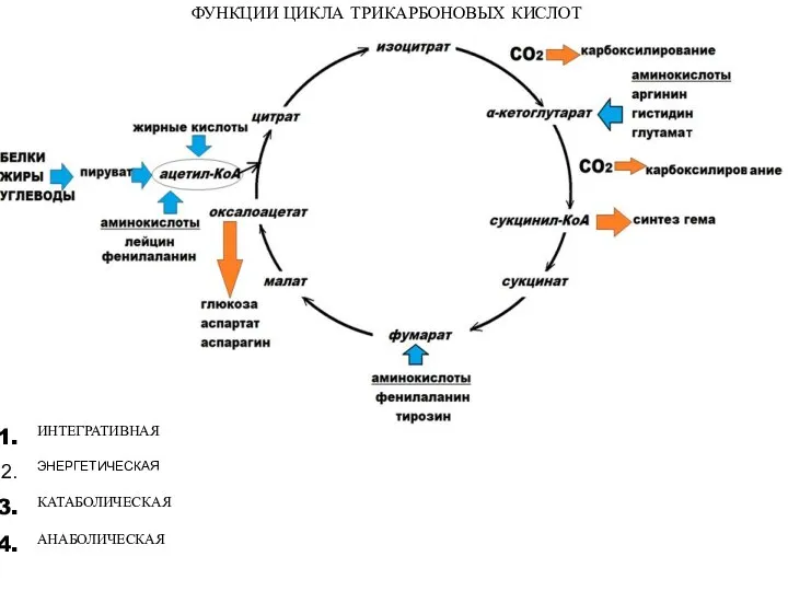 ФУНКЦИИ ЦИКЛА ТРИКАРБОНОВЫХ КИСЛОТ ИНТЕГРАТИВНАЯ ЭНЕРГЕТИЧЕСКАЯ КАТАБОЛИЧЕСКАЯ АНАБОЛИЧЕСКАЯ