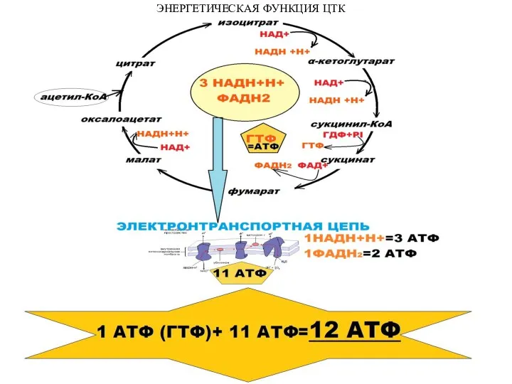 ЭНЕРГЕТИЧЕСКАЯ ФУНКЦИЯ ЦТК