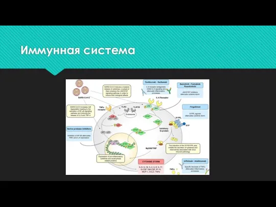 Иммунная система