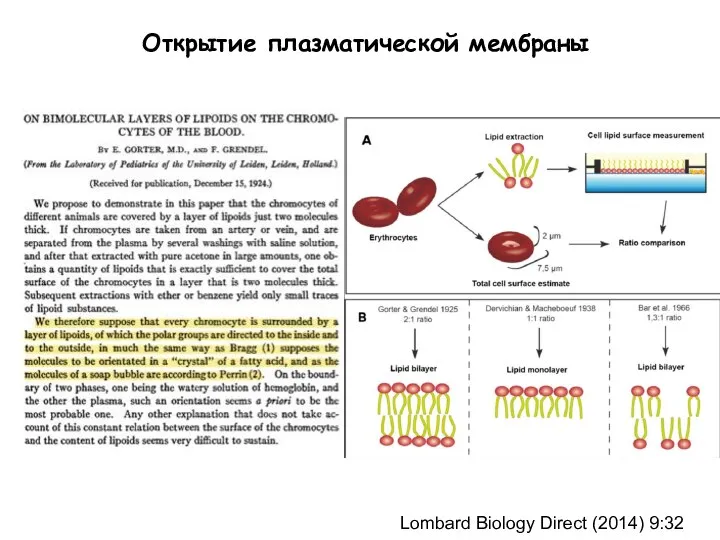 Открытие плазматической мембраны Lombard Biology Direct (2014) 9:32