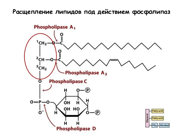Расщепление липидов под действием фосфолипаз