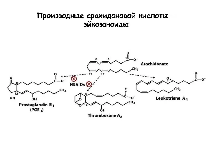 Производные арахидоновой кислоты - эйкозаноиды