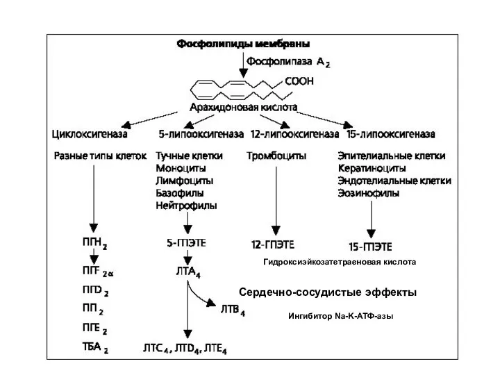 Ингибитор Na-K-АТФ-азы Гидроксиэйкозатетраеновая кислота Сердечно-сосудистые эффекты