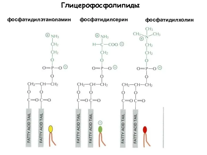 фосфатидилхолин фосфатидилэтаноламин фосфатидилсерин Глицерофосфолипиды