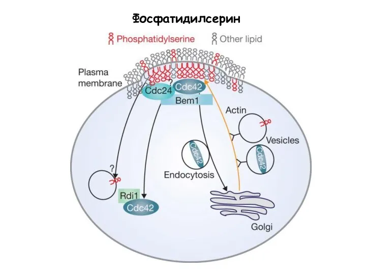 Фосфатидилсерин