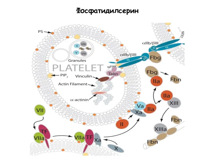 Фосфатидилсерин