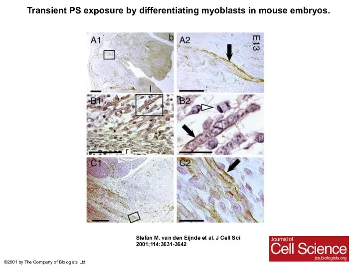 Transient PS exposure by differentiating myoblasts in mouse embryos. Stefan M.