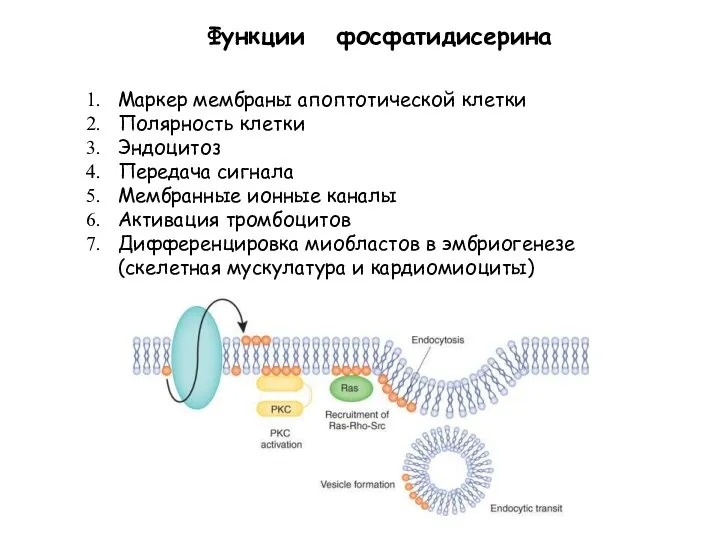 Функции фосфатидисерина Маркер мембраны апоптотической клетки Полярность клетки Эндоцитоз Передача сигнала