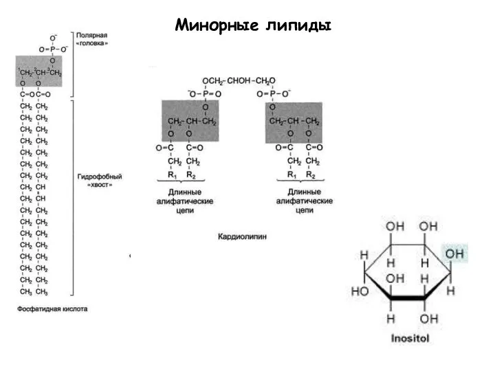 Минорные липиды