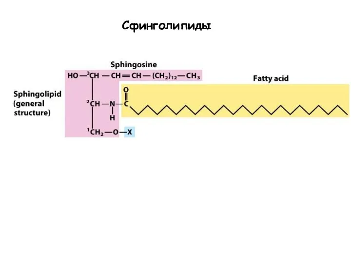 Сфинголипиды