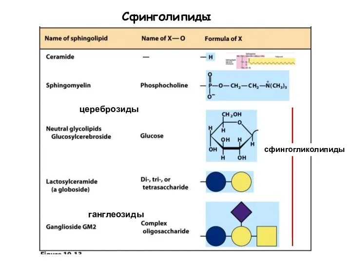 Сфинголипиды цереброзиды ганглеозиды сфингогликолипиды