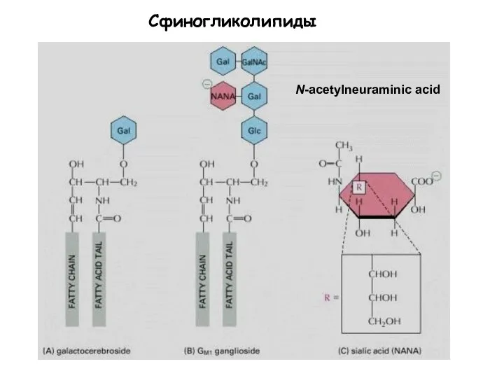 Figure 10-2The parts of a phospholipid molecule This example is phosphatidylcholine,