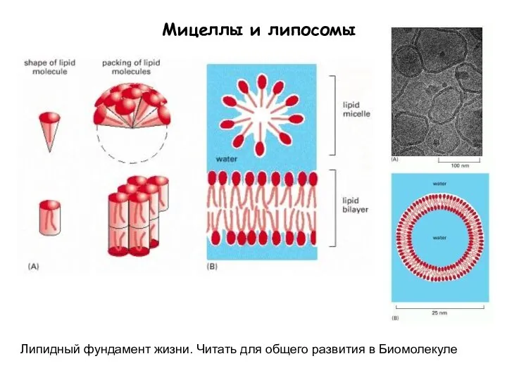 Мицеллы и липосомы Липидный фундамент жизни. Читать для общего развития в Биомолекуле