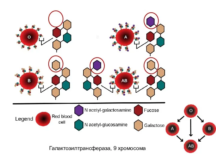 Галактозилтрансфераза, 9 хромосома