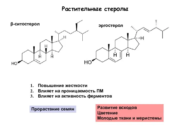 β-ситостерол эргостерол Растительные стеролы Повышение жесткости Влияет на проницаемость ПМ Влияет