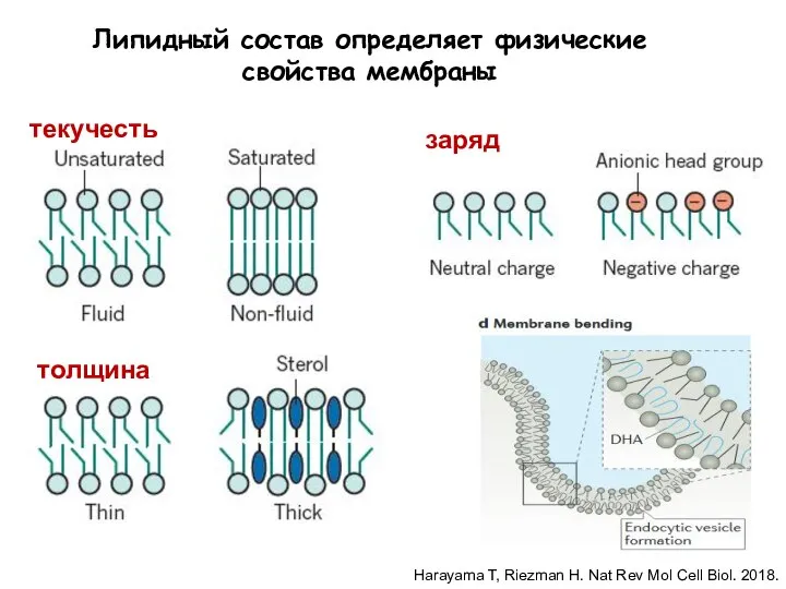 Липидный состав определяет физические свойства мембраны текучесть толщина заряд Harayama T,