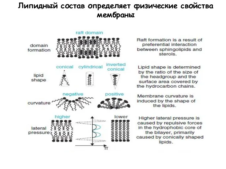 Липидный состав определяет физические свойства мембраны