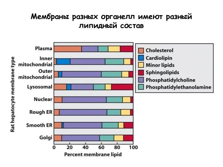 Мембраны разных органелл имеют разный липидный состав