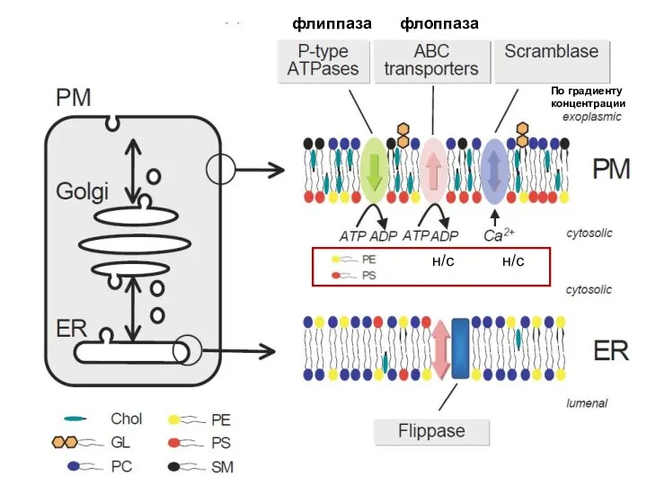 флиппаза флоппаза По градиенту концентрации н/с н/с