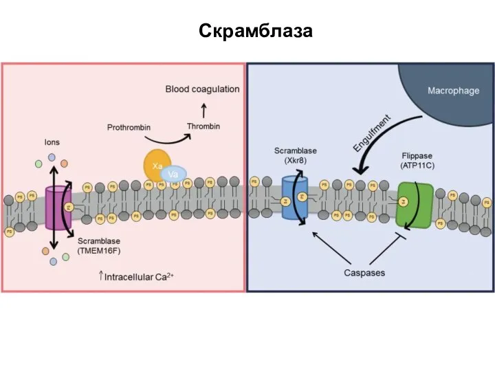 Скрамблаза