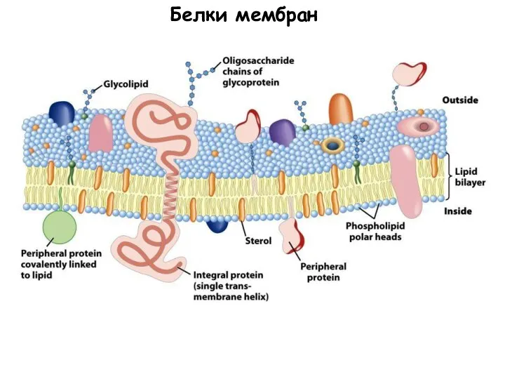 Белки мембран