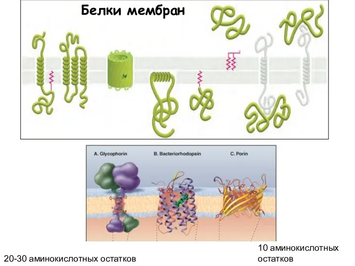 Белки мембран 10 аминокислотных остатков 20-30 аминокислотных остатков