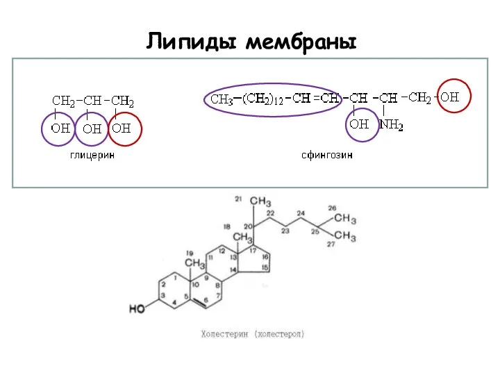 Липиды мембраны