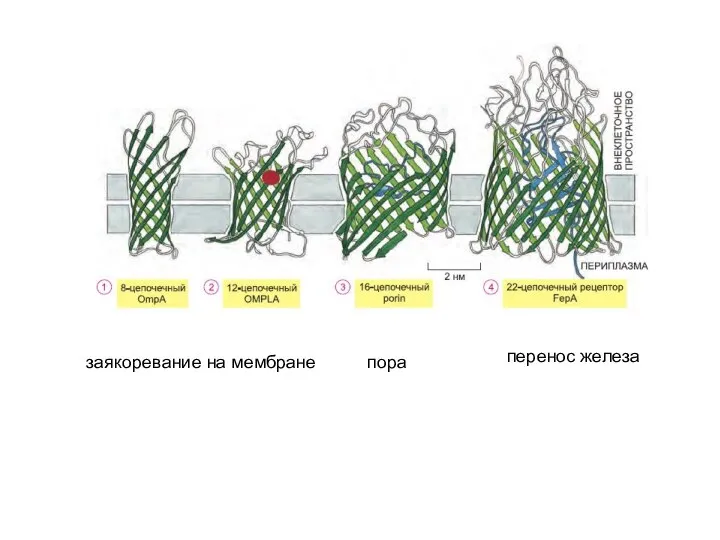 заякоревание на мембране пора перенос железа