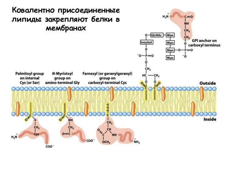 Ковалентно присоединенные липиды закрепляют белки в мембранах