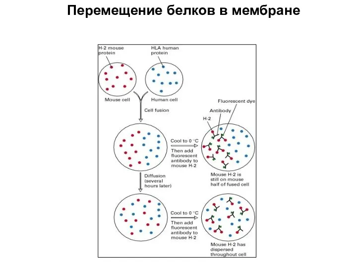 Human and mouse cells are fused as described in Chapter 6.