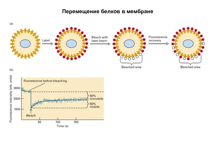 36Fluorescence recovery after photobleaching (FRAP) (a) Cells are labeled with a