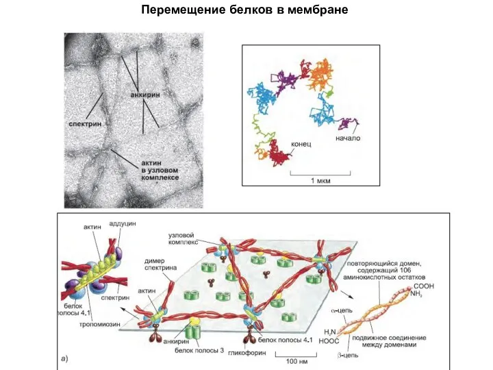 Перемещение белков в мембране