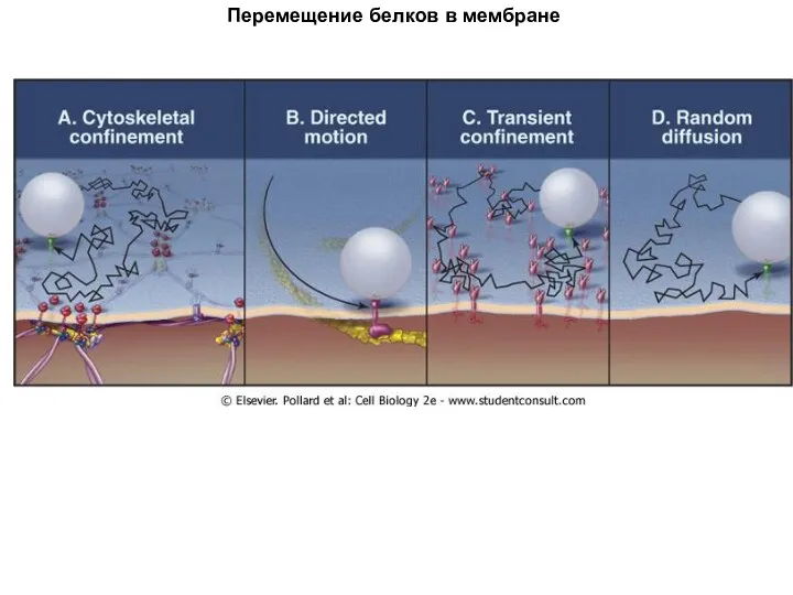 Перемещение белков в мембране