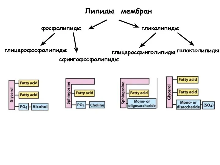 Липиды мембран гликолипиды фосфолипиды глицерофосфолипиды сфингофосфолипиды глицеросфинголипиды галактолипиды