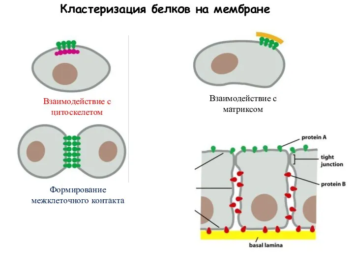 Кластеризация белков на мембране Взаимодействие с матриксом Взаимодействие с цитоскелетом Формирование межклеточного контакта