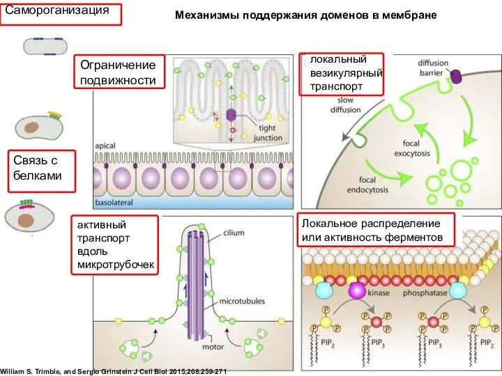 Механизмы поддержания доменов в мембране William S. Trimble, and Sergio Grinstein