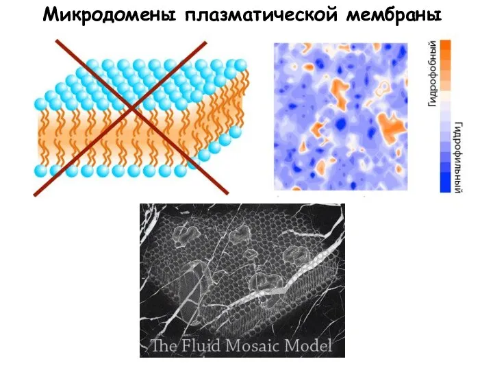 Микродомены плазматической мембраны