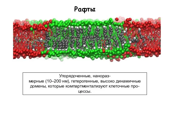 Raft-like domain spontaneously formed in a ternary mixture of saturated PC