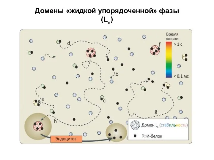 Домены «жидкой упорядоченной» фазы (Lo)